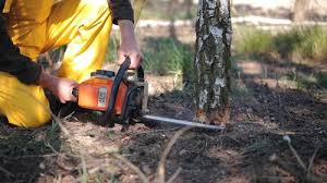 Best Tree Removal  in Harrisburg, NC