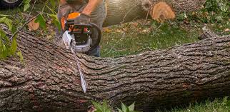 Best Hedge Trimming  in Harrisburg, NC