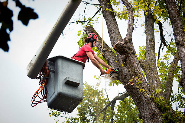 Best Utility Line Clearance  in Harrisburg, NC
