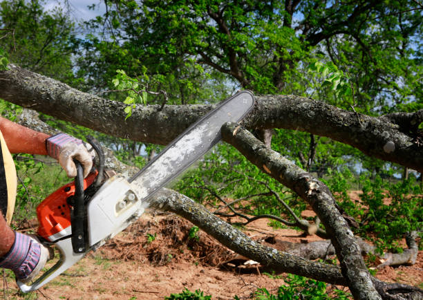 Best Lawn Renovation and Restoration  in Harrisburg, NC